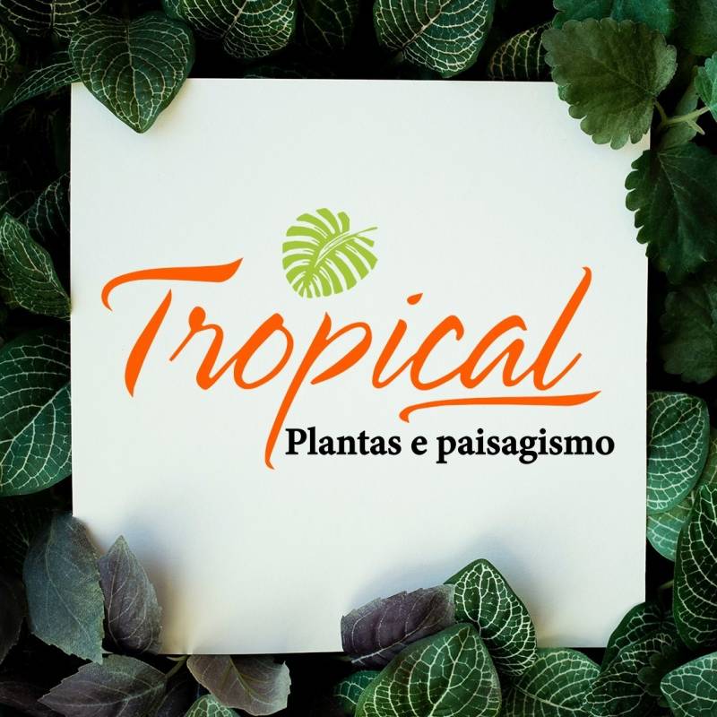 TROPICAL PLANTAS